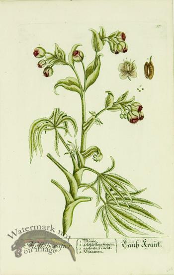 Blackwell German 073